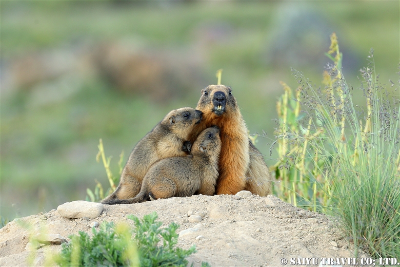 オナガマーモット Long-tailed Marmot （デオサイ高原）